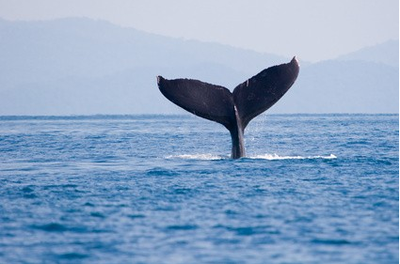 Les baleines de Puntarenas, Costa Rica