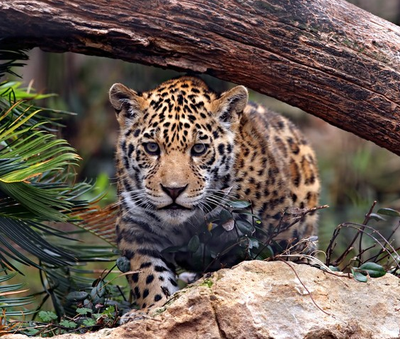Le jaguar de la forêt tropicale de Heredia, Costa Rica